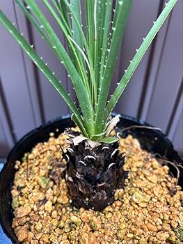 ダシリリオン ミキワネンシス H Amazon.co.jp: ダシリリオン ミキワネンシス H : ホビー